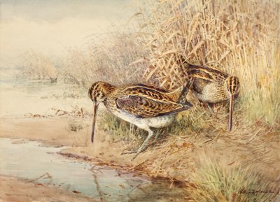 Snipe by William Woodhouse